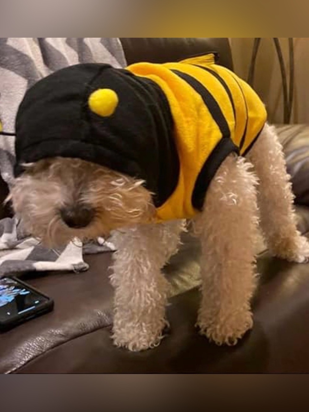 Pet Dog Bee Costume with 3D Wings- for Halloween, Cosplay, Dress-Up XS